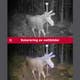 wp-content-uploads-2025-07-hunter-viltkamera-kolorering-nattbilder.png