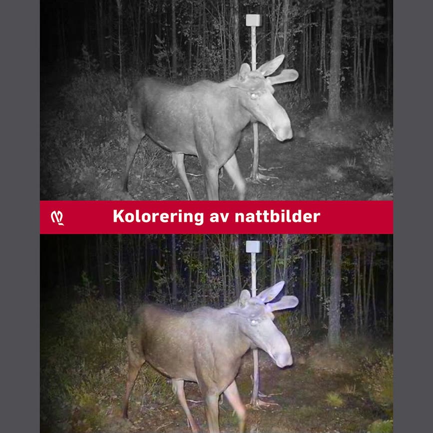 wp-content-uploads-2025-07-hunter-viltkamera-kolorering-nattbilder.png