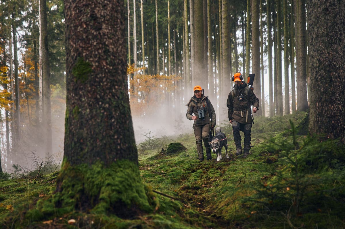 Hund_Jakt_Skog_Pinewood_Swarovski.jpg