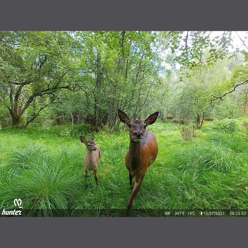 wp-content-uploads-2025-09-hunter-viltkamera-foto-01.png